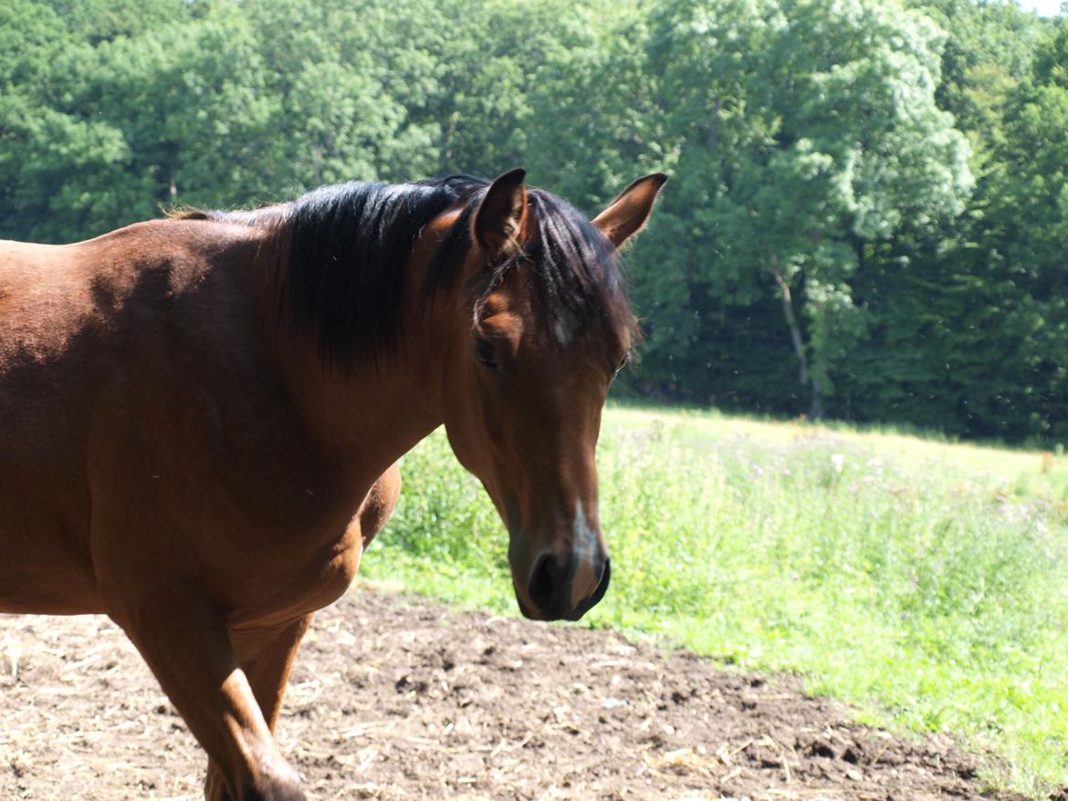 DSP Skovlys Cazador - Cazador, da han var plag :) billede 18