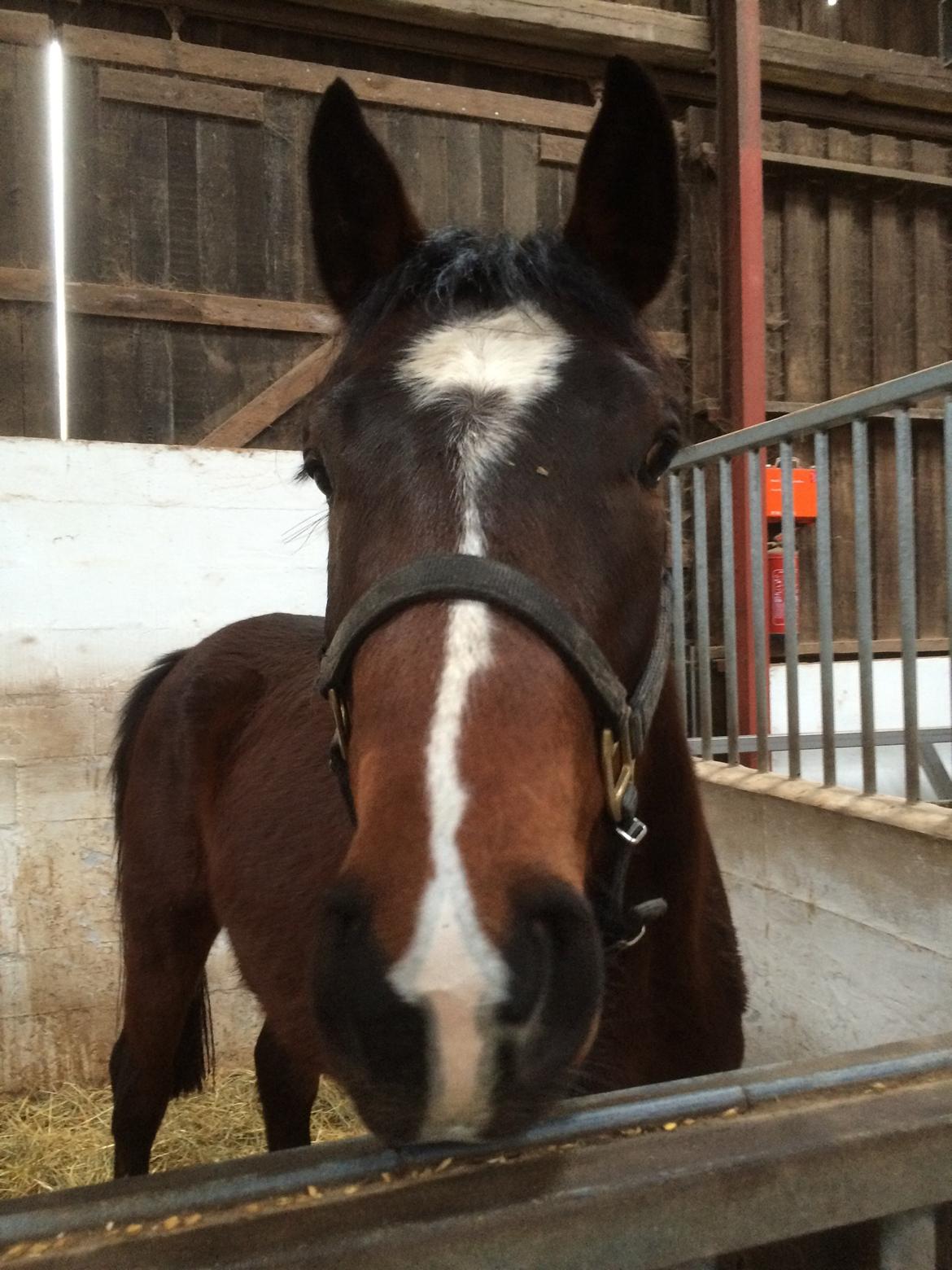 Dansk Varmblod M.B Ambition's Boy billede 10