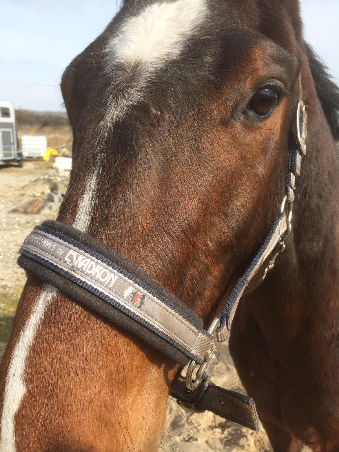 Dansk Varmblod M.B Ambition's Boy billede 14