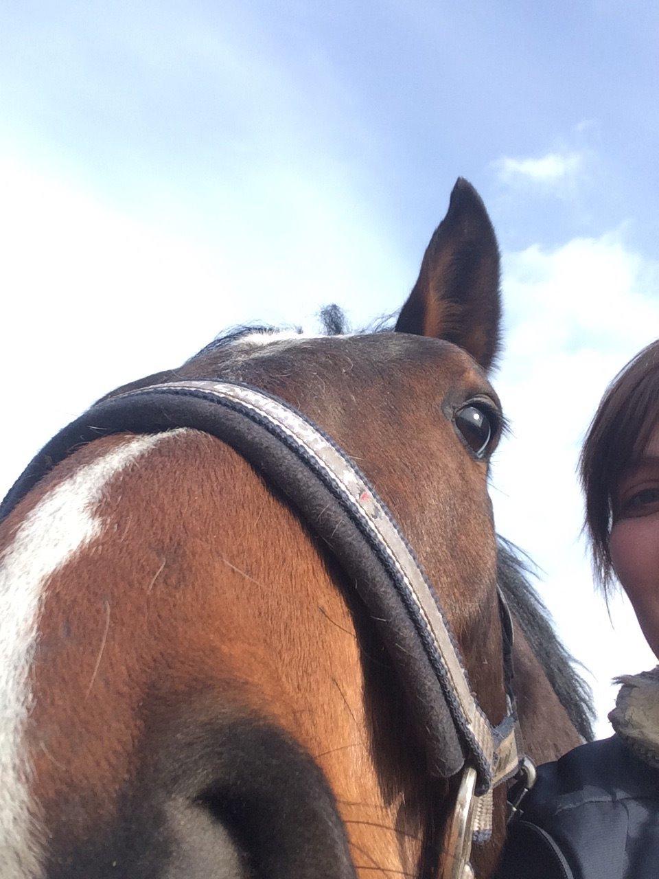 Dansk Varmblod M.B Ambition's Boy billede 11