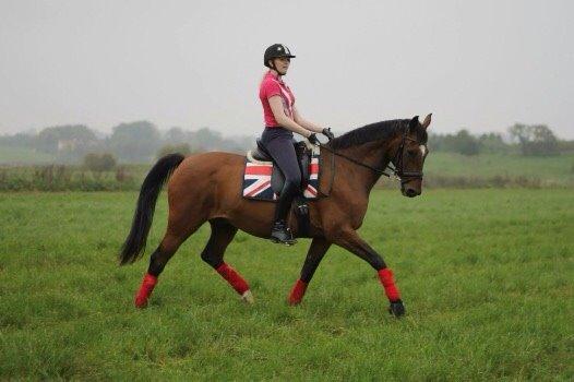 Dansk Varmblod Palle (Tidligere part) billede 2