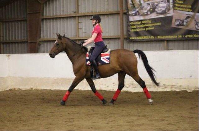 Dansk Varmblod Palle (Tidligere part) billede 3