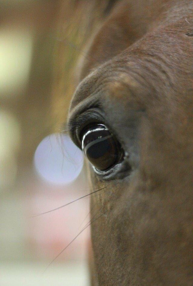 Dansk Varmblod Palle (Tidligere part) billede 1