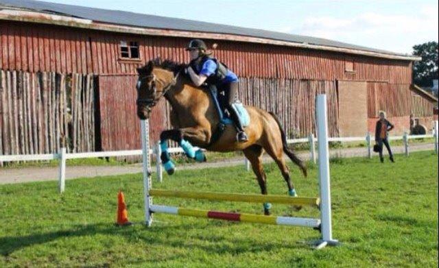 Dansk Varmblod Palle (Tidligere part) billede 4