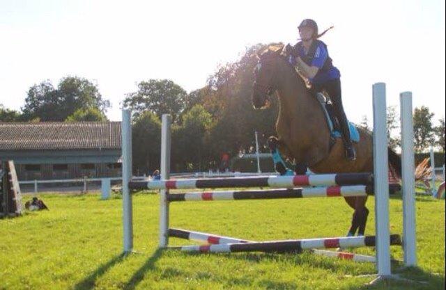 Dansk Varmblod Palle (Tidligere part) billede 5