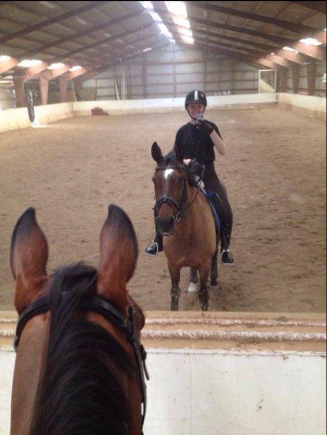 Dansk Varmblod Palle (Tidligere part) billede 6