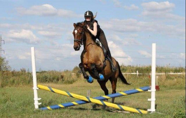 Dansk Varmblod Palle (Tidligere part) billede 8