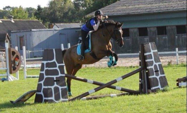 Dansk Varmblod Palle (Tidligere part) billede 10