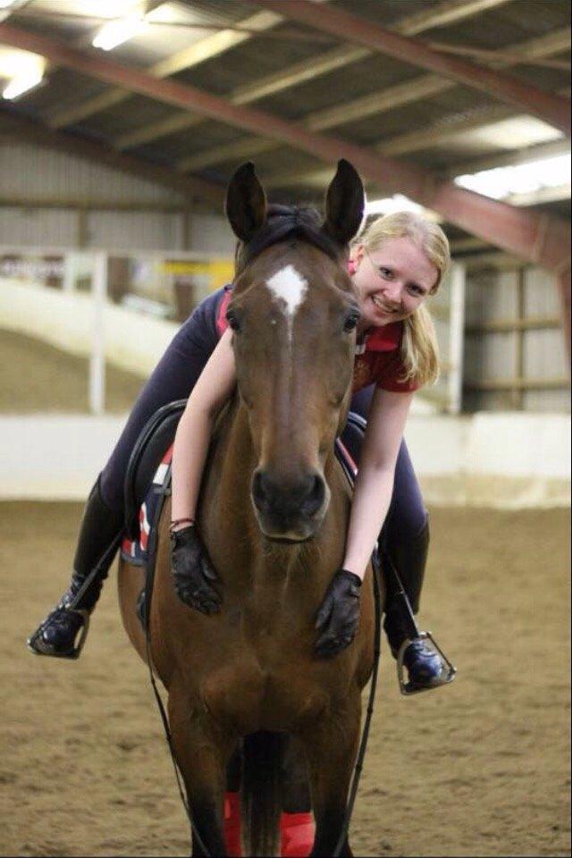 Dansk Varmblod Palle (Tidligere part) billede 11