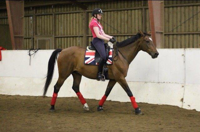 Dansk Varmblod Palle (Tidligere part) billede 13