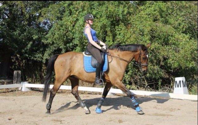 Dansk Varmblod Palle (Tidligere part) billede 12