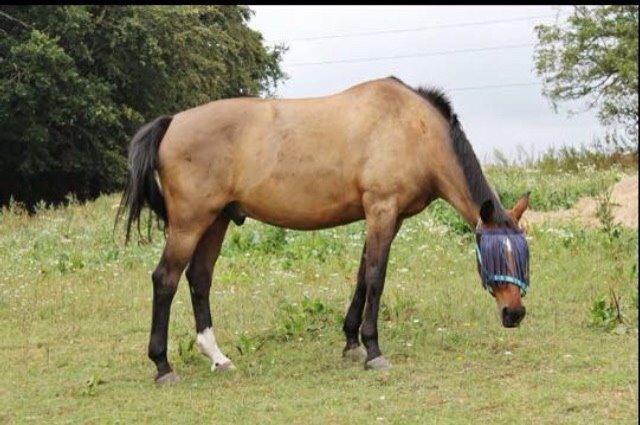 Dansk Varmblod Palle (Tidligere part) billede 14