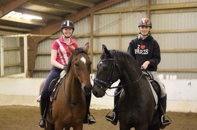 Dansk Varmblod Palle (Tidligere part) billede 16