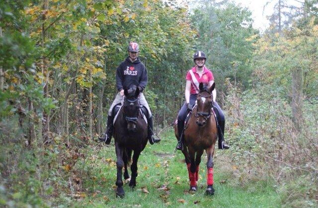 Dansk Varmblod Palle (Tidligere part) billede 15