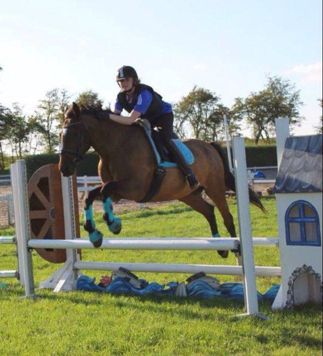 Dansk Varmblod Palle (Tidligere part) billede 17