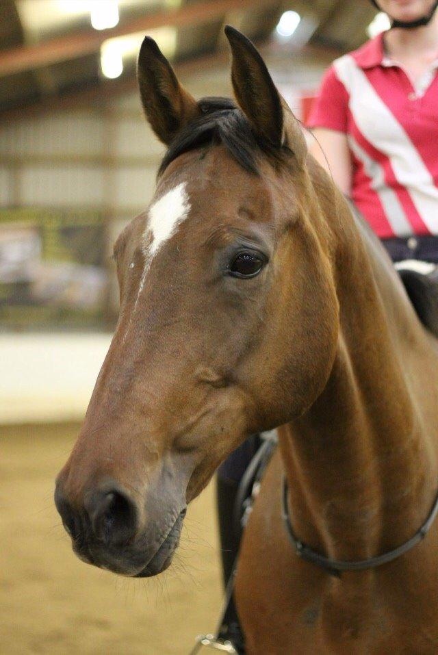 Dansk Varmblod Palle (Tidligere part) billede 18