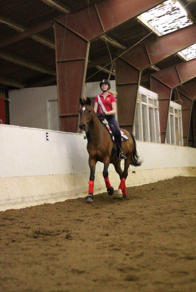 Dansk Varmblod Palle (Tidligere part) billede 19