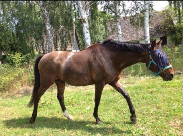 Dansk Varmblod Palle (Tidligere part) billede 20