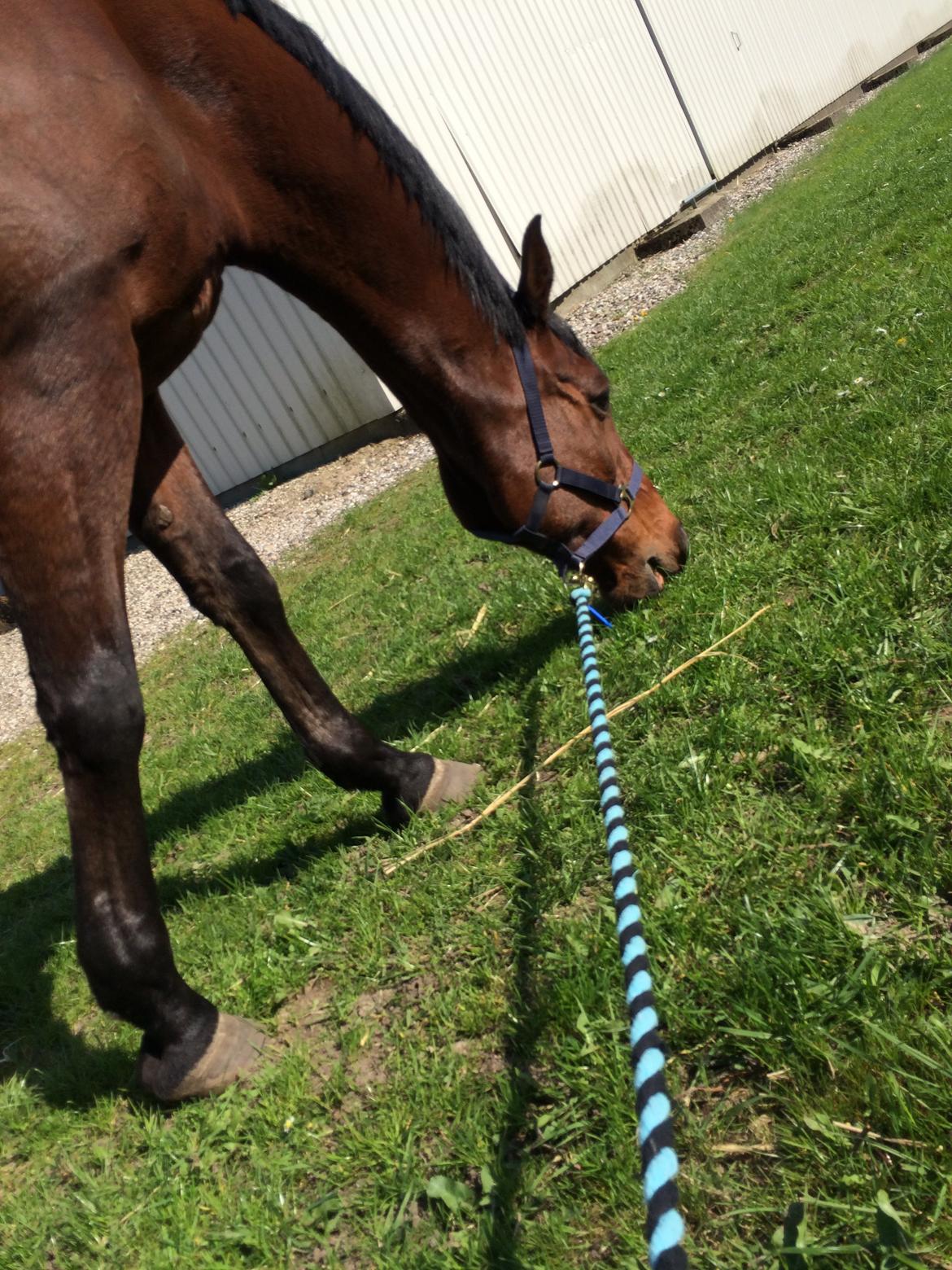 Hollandsk Sportspony Apollo billede 8