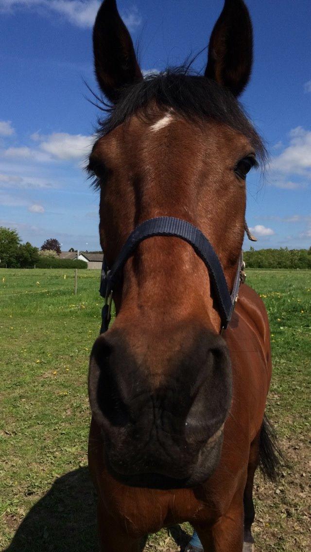 Hollandsk Sportspony Apollo billede 2