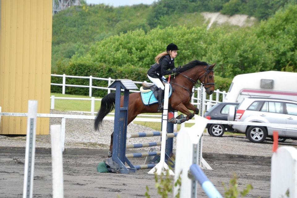 Hollandsk Sportspony Apollo billede 3