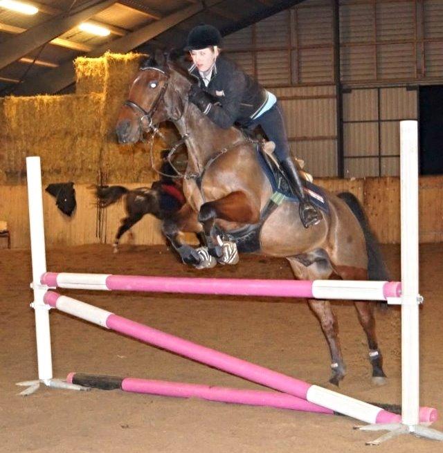 Hollandsk Sportspony Apollo billede 7