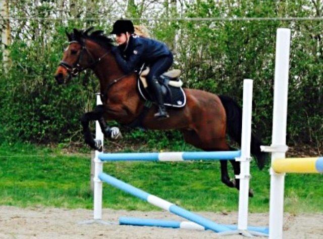 Hollandsk Sportspony Apollo billede 6