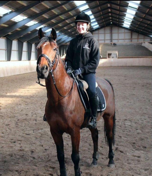 Hollandsk Sportspony Apollo billede 1