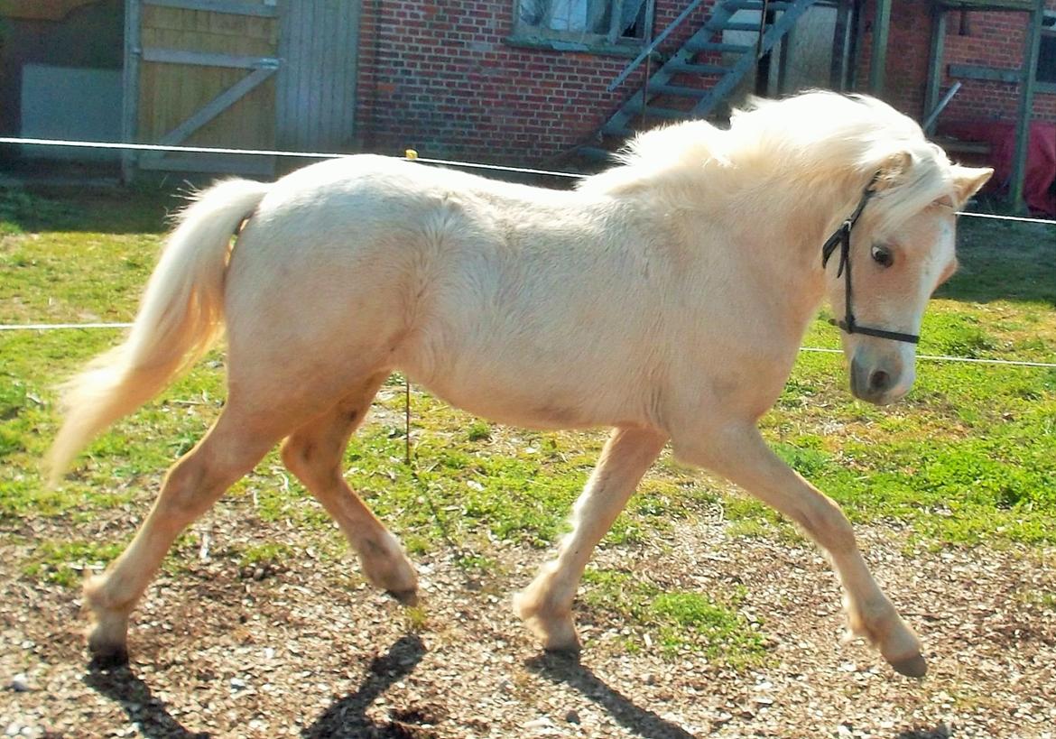 Welsh Mountain (sec A) pinkie pie billede 39