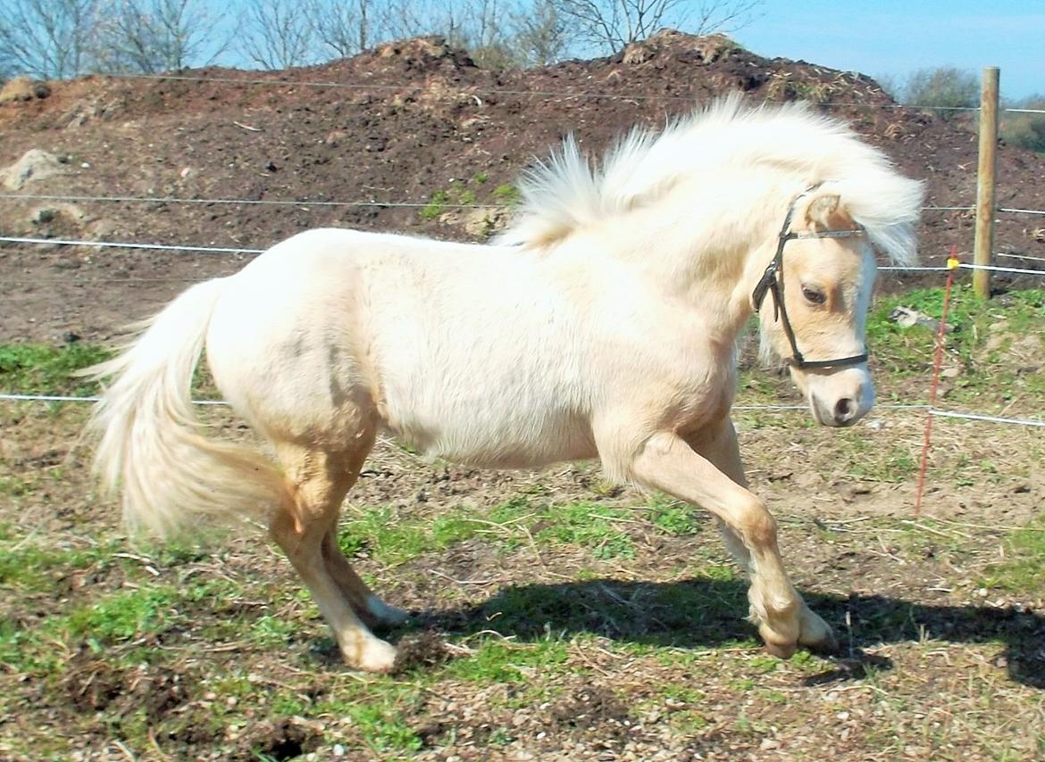 Welsh Mountain (sec A) pinkie pie billede 40