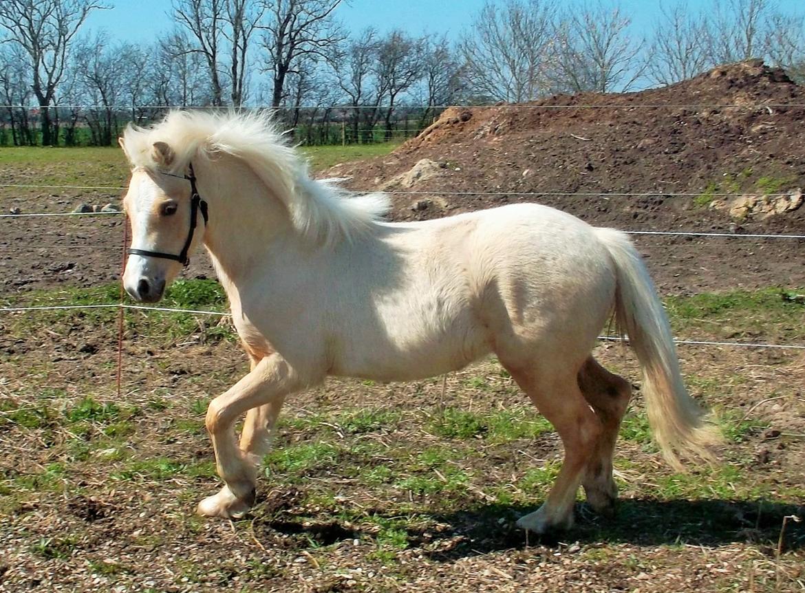 Welsh Mountain (sec A) pinkie pie billede 41