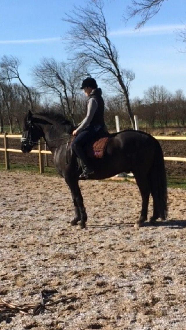 Anden særlig race jens billede 19