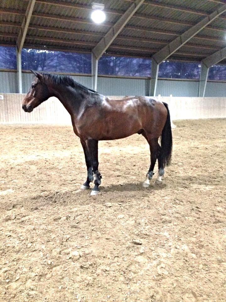 Oldenborg Overmoselund´s Conti - Nyeste billede d. 15-04-2015 billede 16
