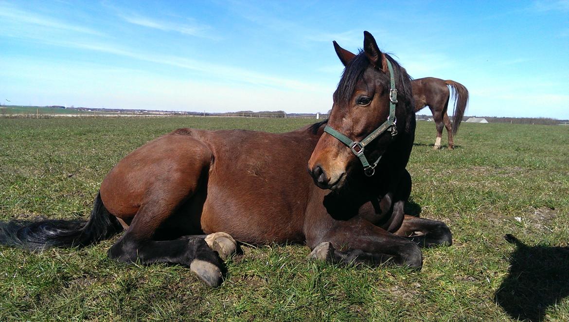 Dansk Varmblod Runehøjs Ziggie billede 15