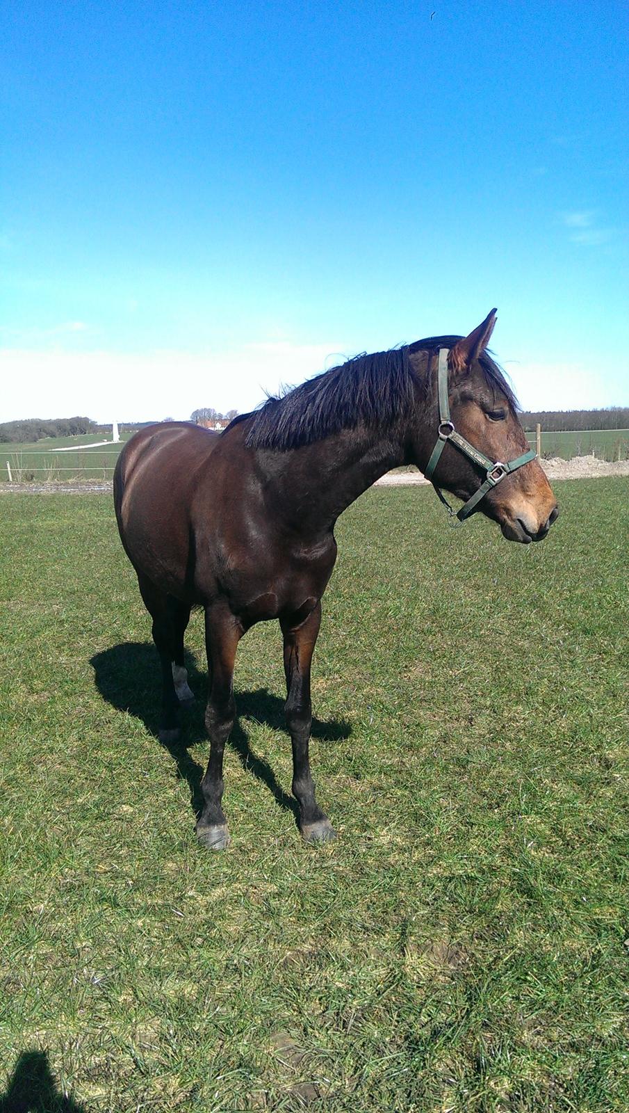 Dansk Varmblod Runehøjs Ziggie billede 8