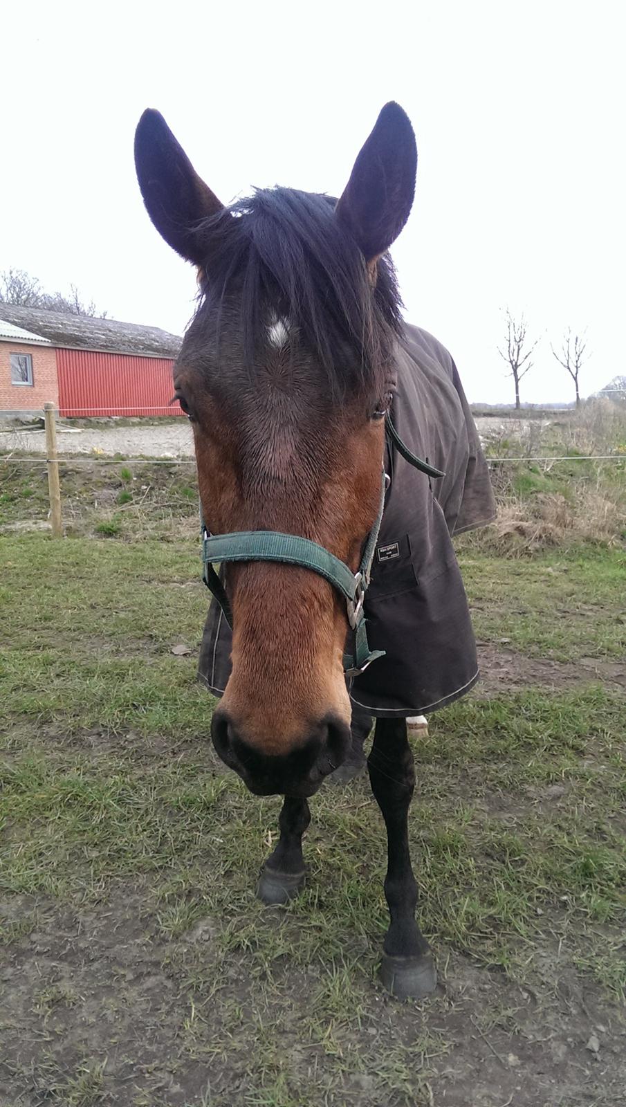 Dansk Varmblod Runehøjs Ziggie billede 10