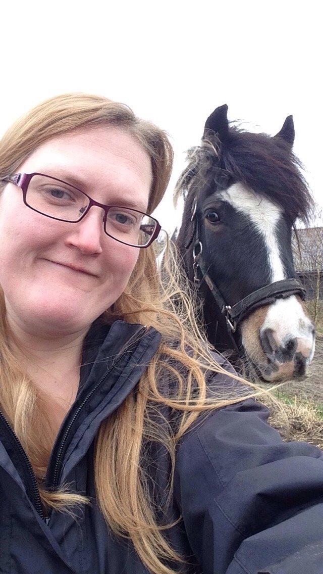 Irish Cob Crossbreed Chano billede 12