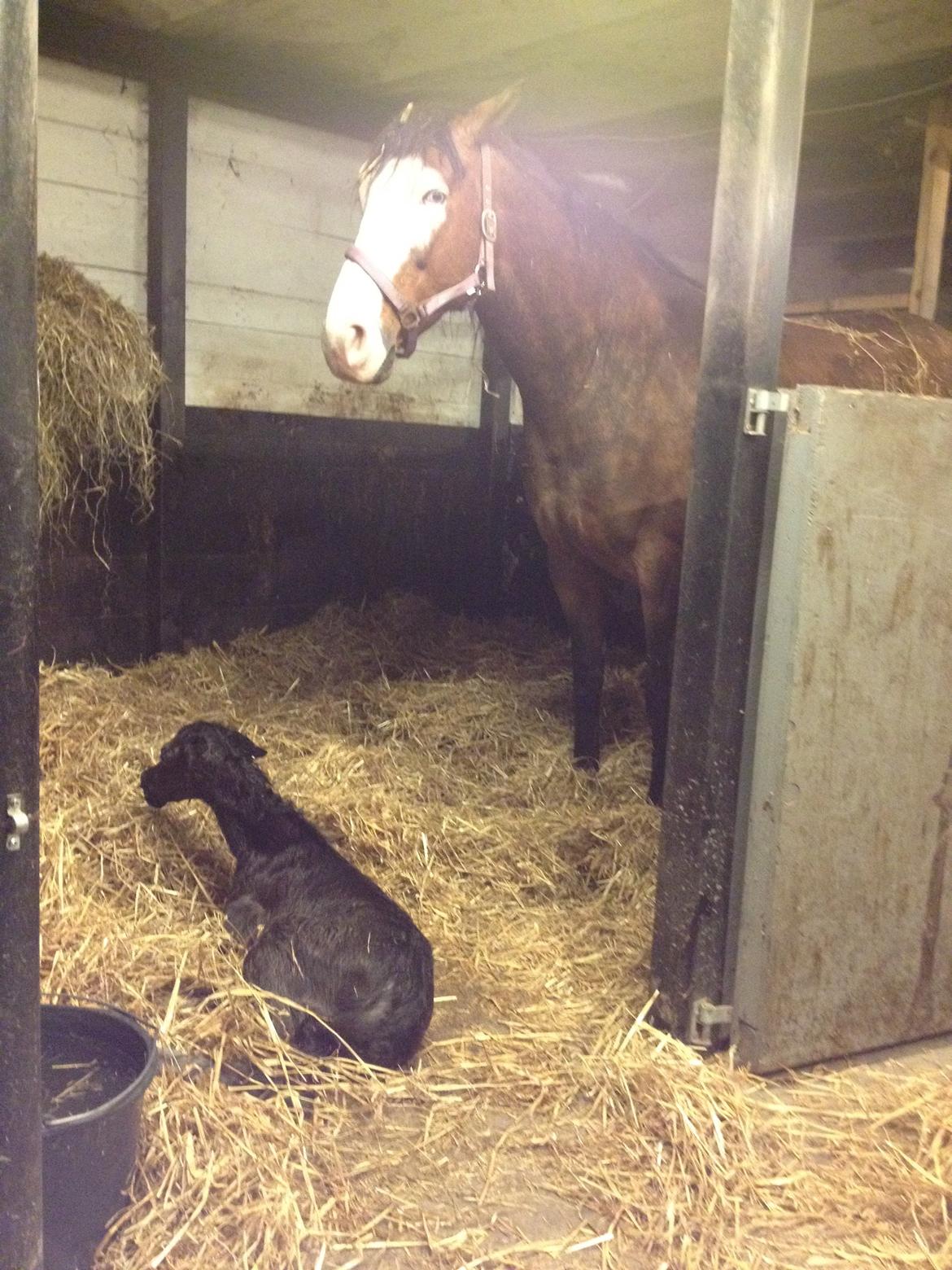 Anden særlig race Amerikansk PINTO What A Cassiopeia billede 16