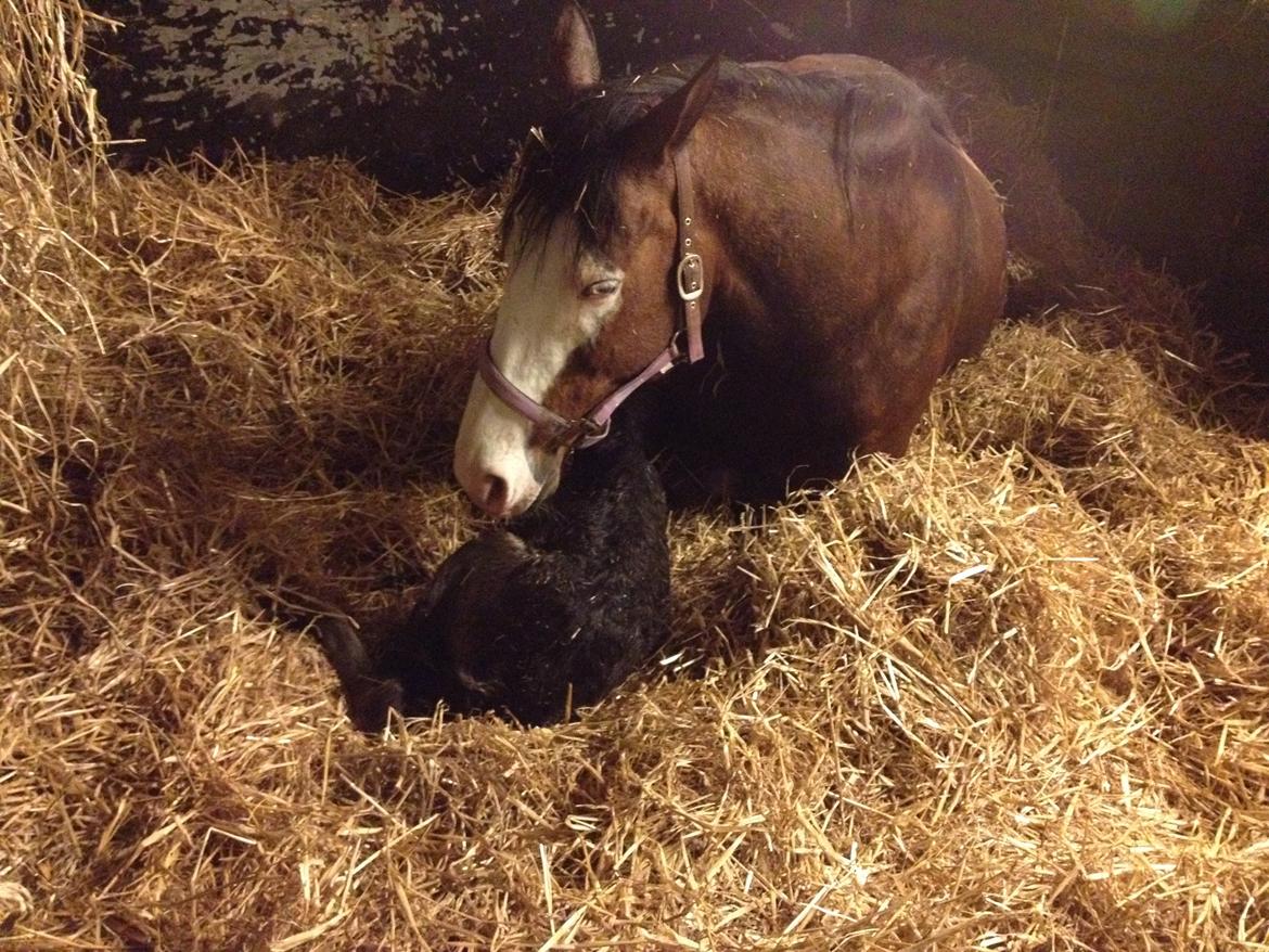 Anden særlig race Amerikansk PINTO What A Cassiopeia billede 17