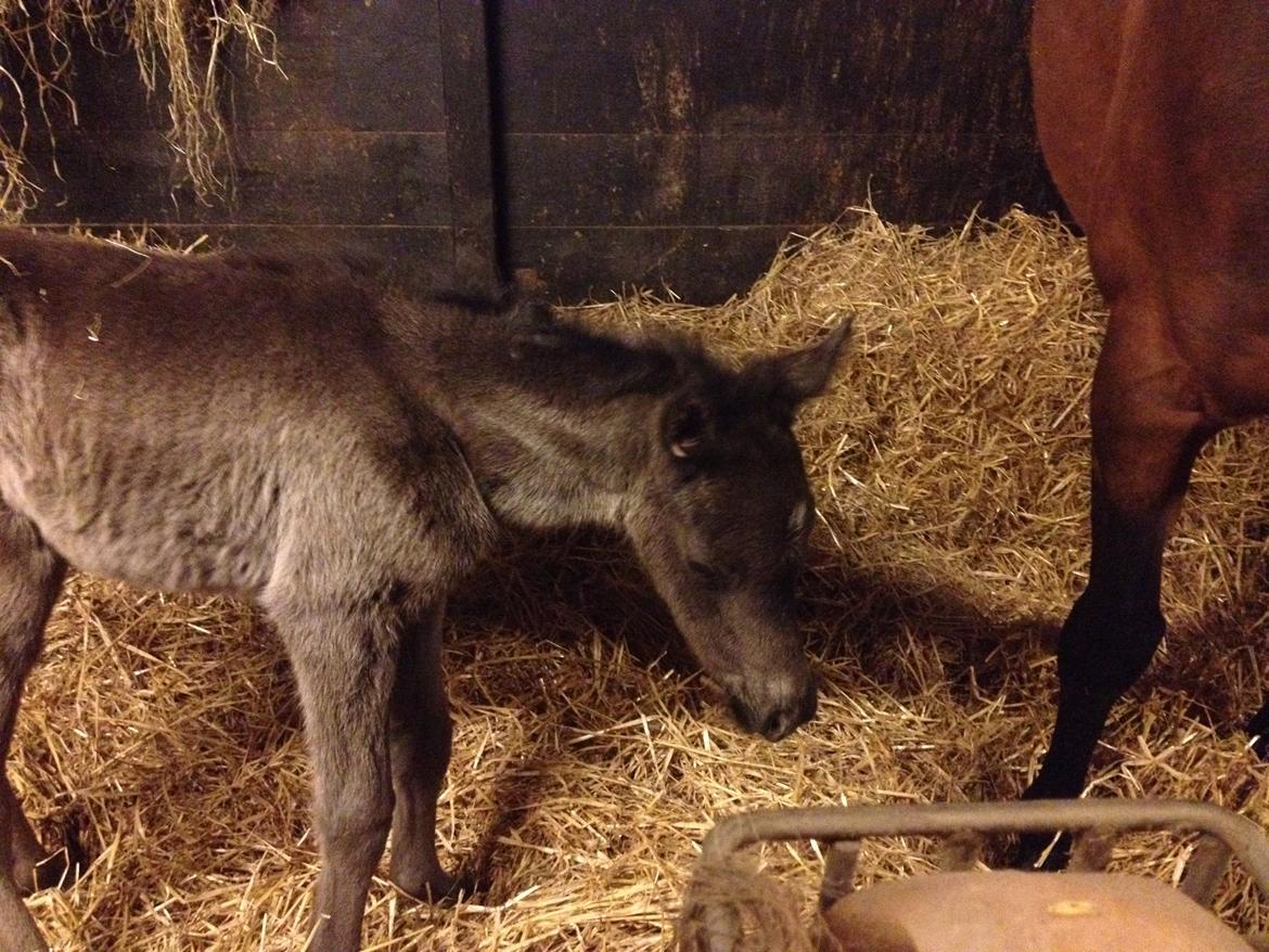 Anden særlig race Amerikansk PINTO What A Cassiopeia billede 19