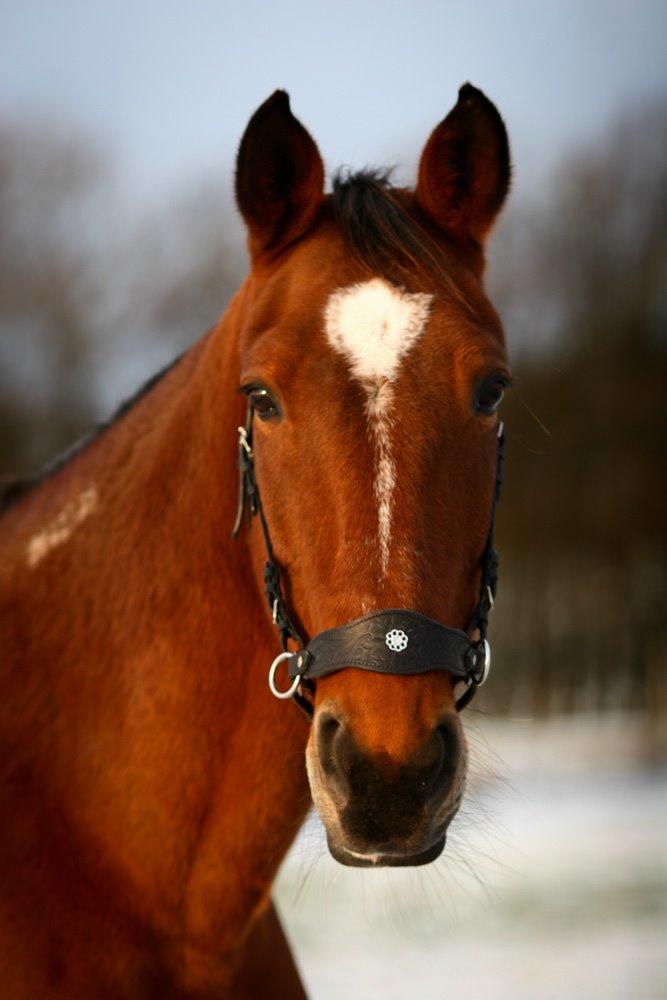 Traver Diego Sølvbjerg - Fotografi af Mille Berger billede 12