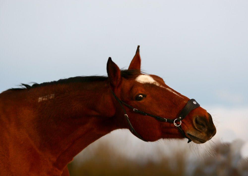 Traver Diego Sølvbjerg - Fotografi af Mille Berger billede 16