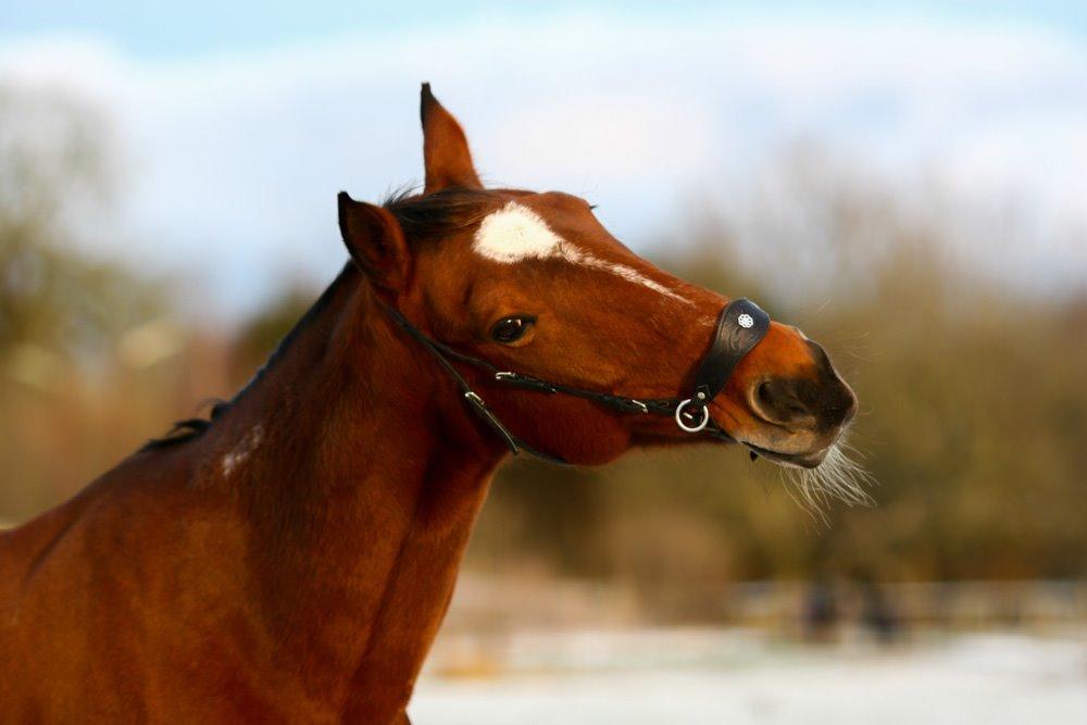 Traver Diego Sølvbjerg - Fotografi af Mille Berger billede 8