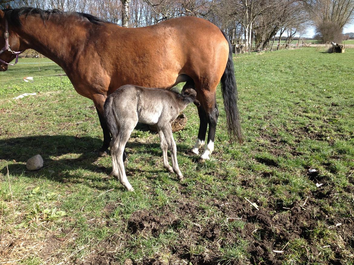 Anden særlig race Amerikansk PINTO What A Cassiopeia billede 20