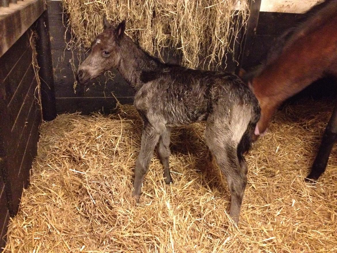 Anden særlig race Amerikansk PINTO What A Cassiopeia billede 18