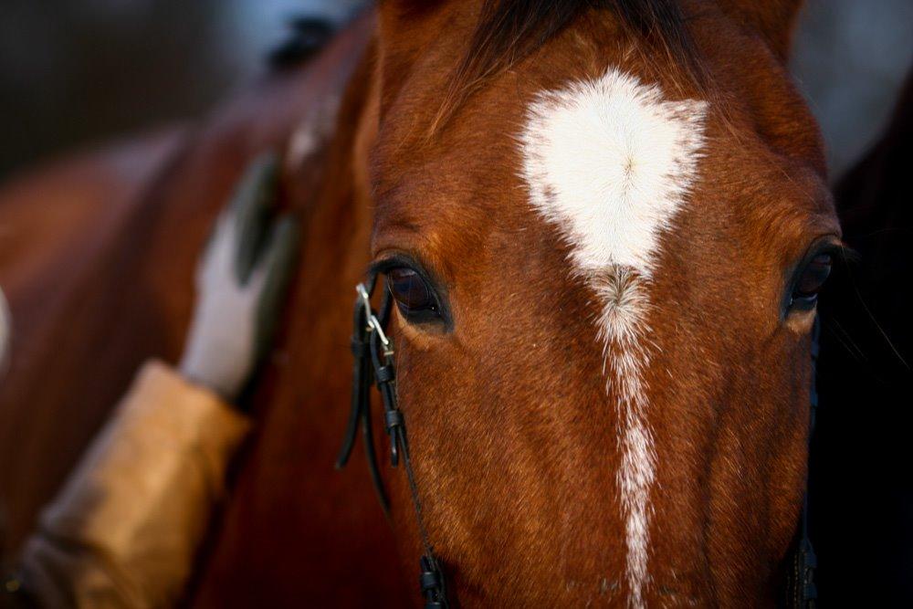 Traver Diego Sølvbjerg - Fotografi af Mille Berger billede 5