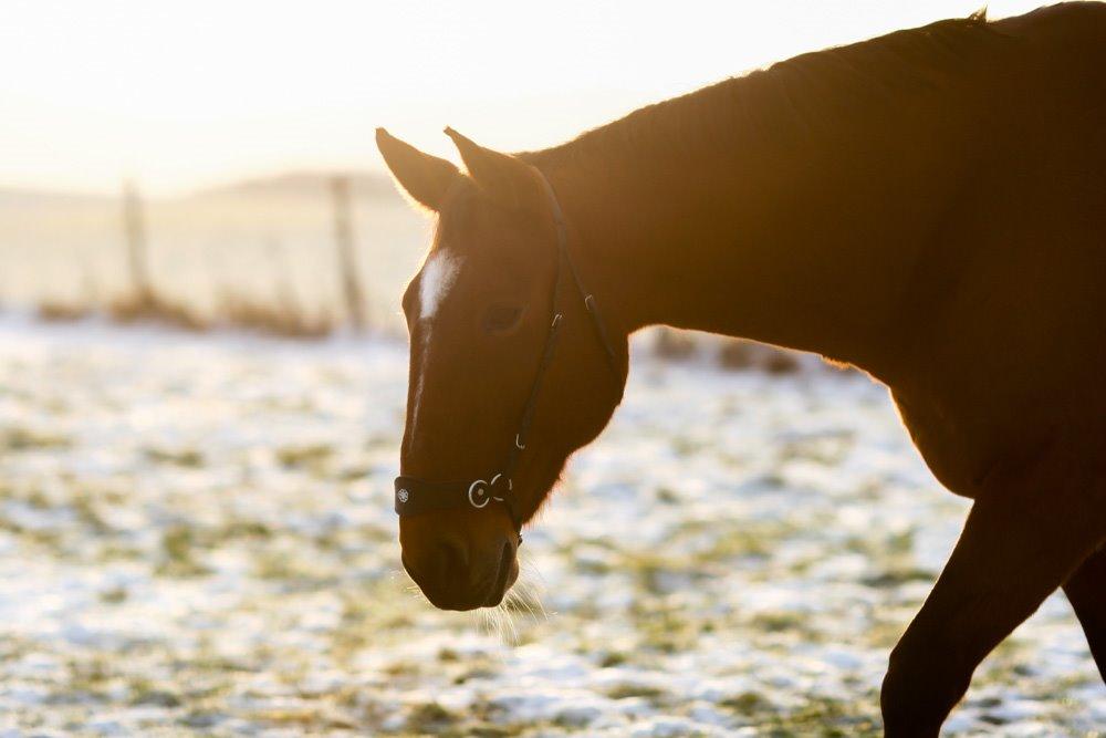 Traver Diego Sølvbjerg - Fotografi af Mille Berger billede 11