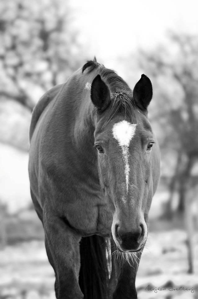 Traver Diego Sølvbjerg - Fotografi af Majken Soelberg Photography billede 3