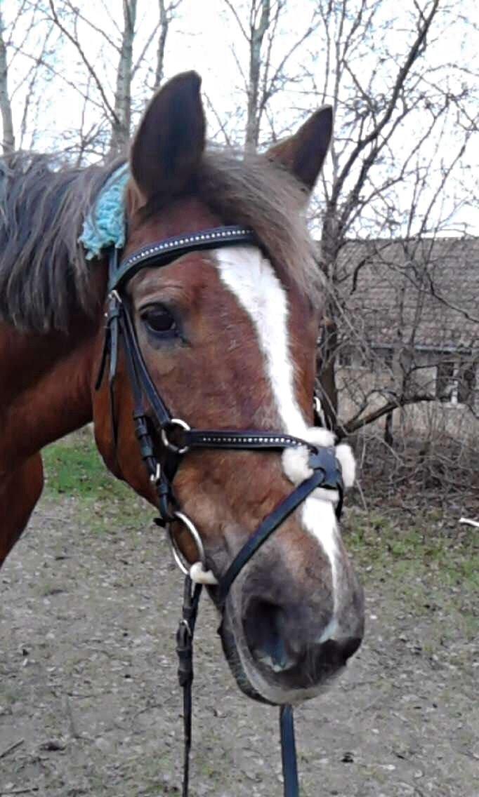 Anden særlig race Rubin [Babyhesten] - My Best Friend Is A Horse, And I'm Proud❤️ billede 15