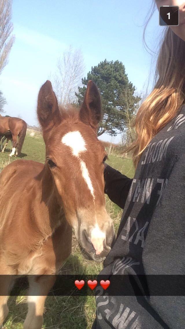 Anden særlig race Lillegaards O'marley billede 2